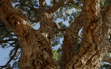 Cork: The Stuff That Trees Are Made Of | Corkor