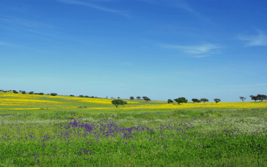 Green Travelling in the Alentejo, Portugal | Corkor