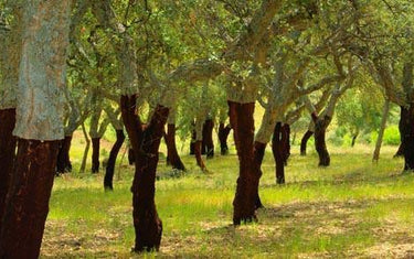 Where does cork come from? | Corkor