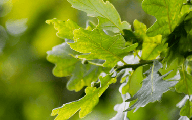 Why Supporting Cork is Supporting Nature | Corkor