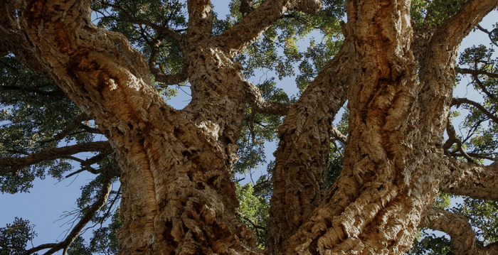 Cork: The Stuff That Trees Are Made Of | Corkor