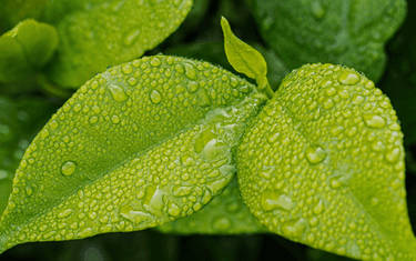 Is Cork Eco-friendly? You Bet: Natural, Renewable and Recyclable - Corkor