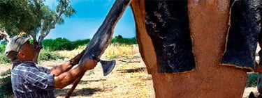 What is cork? | Corkor