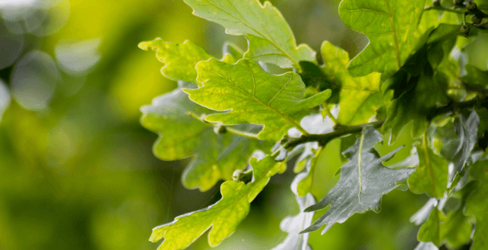 Why Supporting Cork is Supporting Nature | Corkor